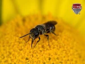 Osmia butine