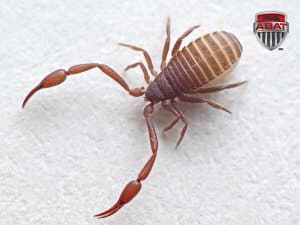 Pseudoscorpion (faux scorpion)