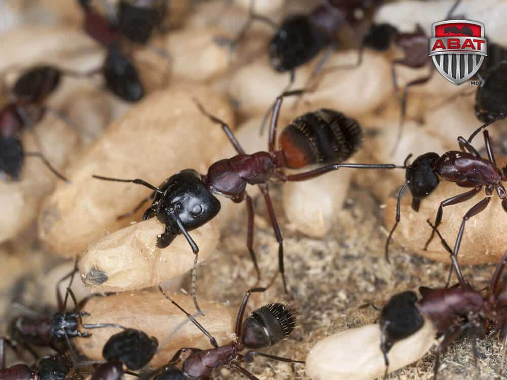 Comment repérer et éliminer des fourmis charpentières?