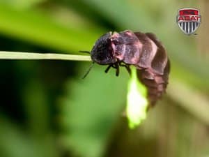 Luciole, mouche à feu