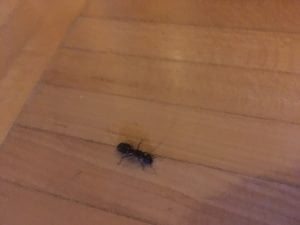 Une fourmis noire sur un plancher de bois.