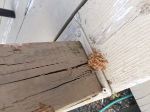 Balcon infesté par des fourmis charpentières.