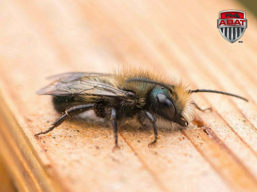 7 infos surprenantes sur les abeilles sauvages maçonnes - Les Dorloteurs d' Abeilles