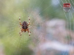 Epeire Diademe sur une toile d'araigne