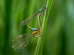 Couple de demoiselle formant un coeur.