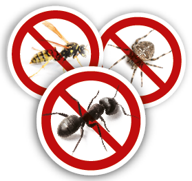 Fourmis, guepes et araignee.